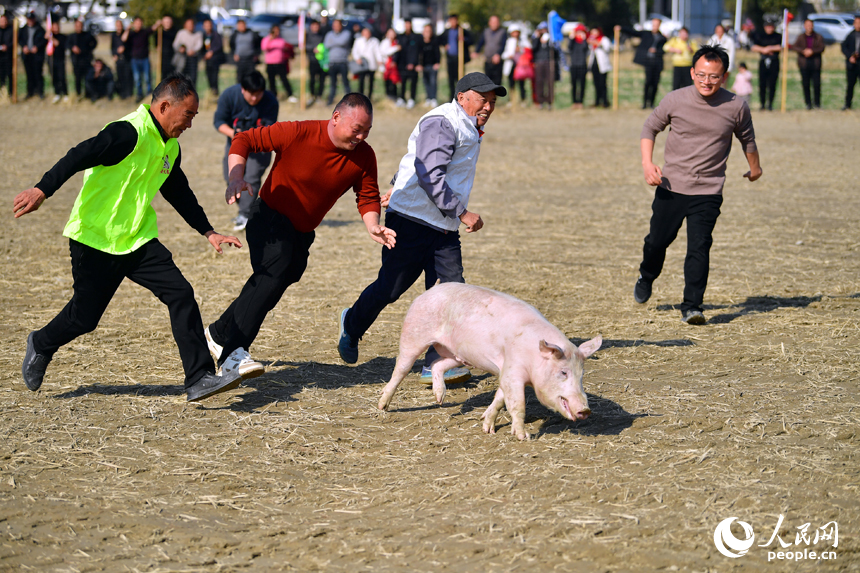 田间趣味活动中，村民们在赛场中围堵捕捉小猪。人民网记者 时雨摄