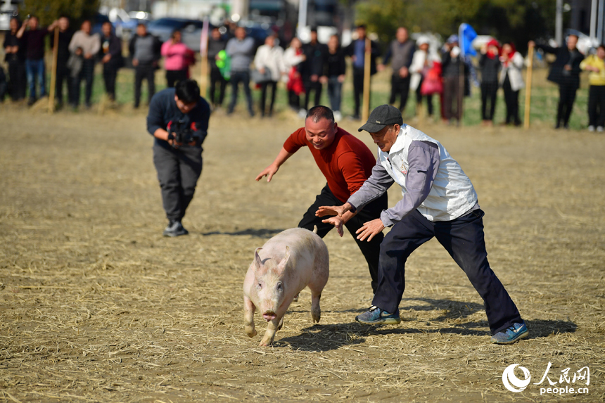 田间趣味活动中，村民们在赛场中围堵捕捉小猪。人民网记者 时雨摄