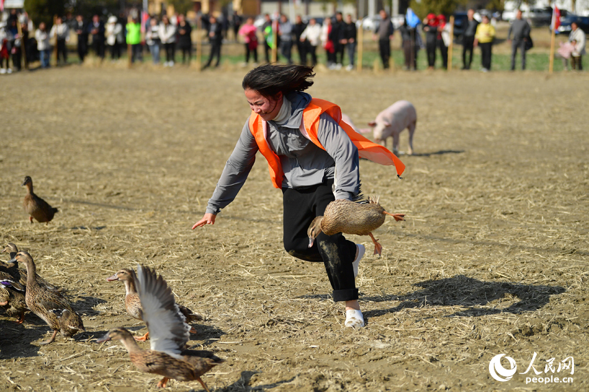 田间趣味活动中，村民在捕捉鸭子。人民网记者 时雨摄