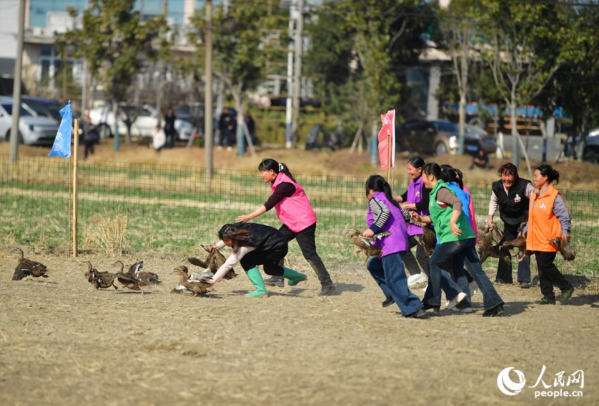 田间趣味活动中，村民在捕捉鸭子。人民网记者 时雨摄
