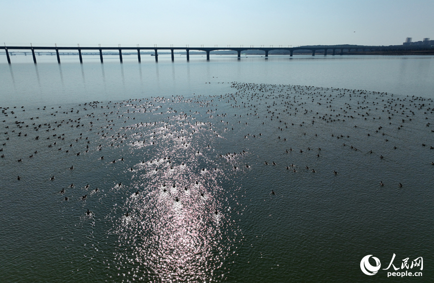 成群冬候鸟在洪州大桥水域栖息觅食，为冬日江岸增添盎然生机。人民网记者 时雨摄