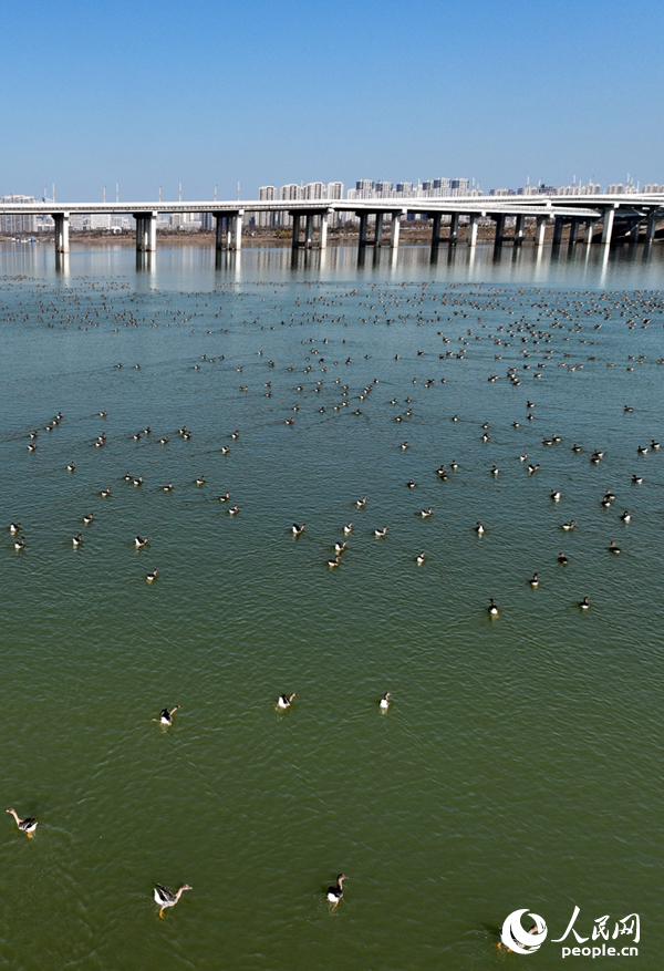 成群冬候鳥在洪州大橋水域棲息覓食，為冬日江岸增添盎然生機。人民網記者 時雨攝