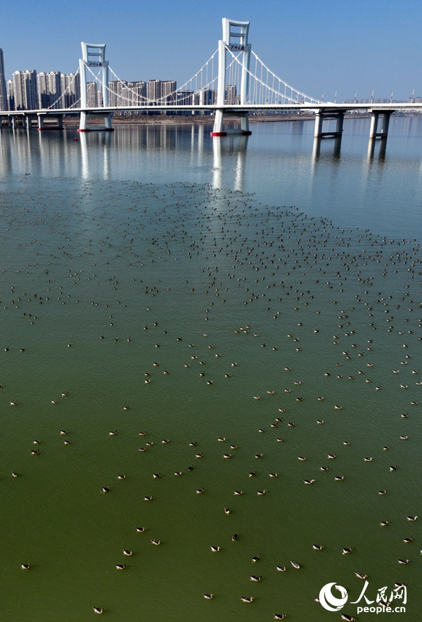 成群冬候鳥在洪州大橋水域棲息覓食，為冬日江岸增添盎然生機。人民網記者 時雨攝