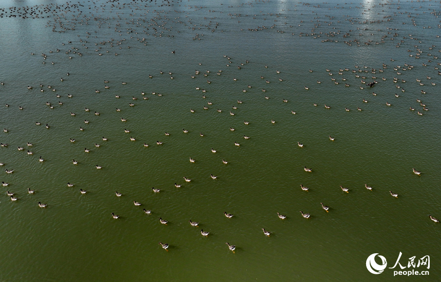 成群冬候鸟在洪州大桥水域栖息觅食，为冬日江岸增添盎然生机。人民网记者 时雨摄