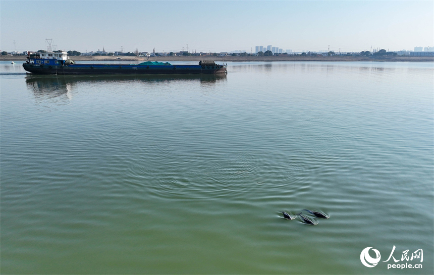 贛江南昌段“江豚灣”，數頭江豚在贛江中戲水覓食。人民網記者 時雨攝