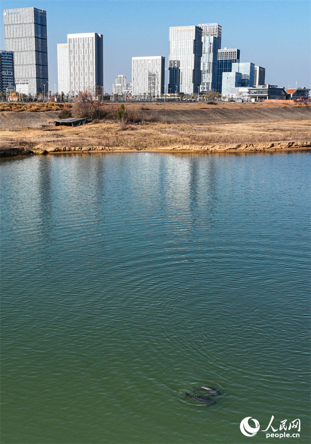 贛江南昌段“江豚灣”，數頭江豚在贛江中戲水覓食。人民網記者 時雨攝