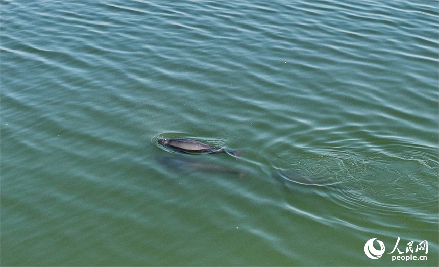 贛江南昌段“江豚灣”，數頭江豚在贛江中戲水覓食。人民網記者 時雨攝