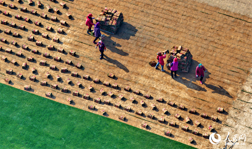 丰城市尚庄街道赤岗村的一处草皮种植基地，村民在采收装运草皮。人民网记者 朱海鹏摄