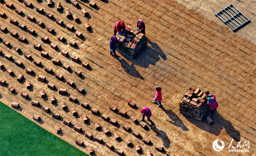 豐城市尚庄街道赤崗村的一處草皮種植基地，村民在採收裝運草皮。人民網記者 朱海鵬攝