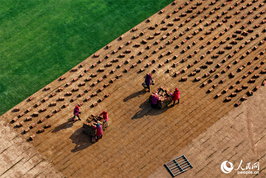 丰城市尚庄街道赤岗村的一处草皮种植基地，村民在采收装运草皮。人民网记者 朱海鹏摄