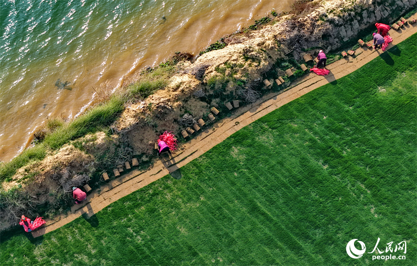 豐城市尚庄街道赤崗村的一處草皮種植基地，村民在採收裝運草皮。人民網記者 朱海鵬攝