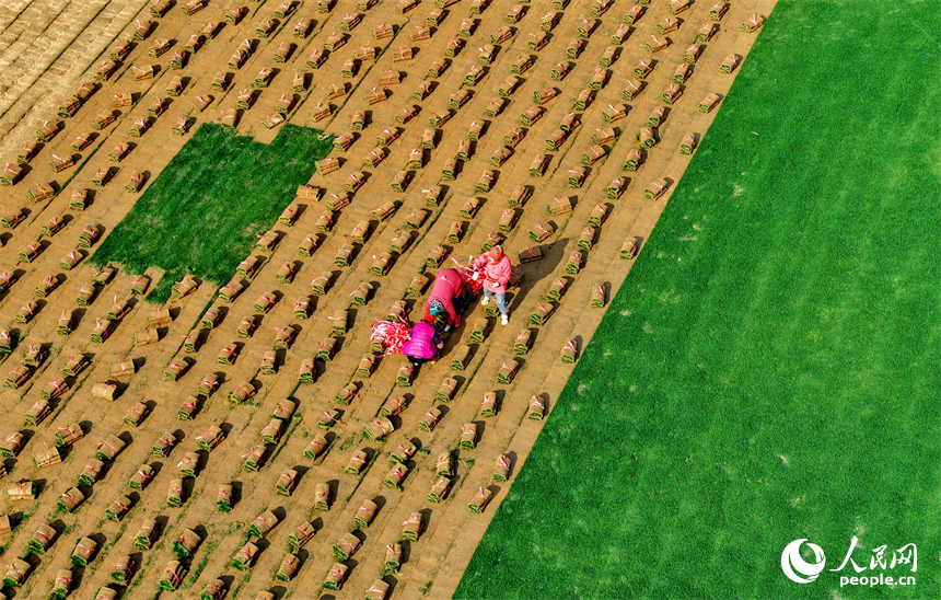 丰城市尚庄街道赤岗村的一处草皮种植基地，村民在采收装运草皮。人民网记者 朱海鹏摄