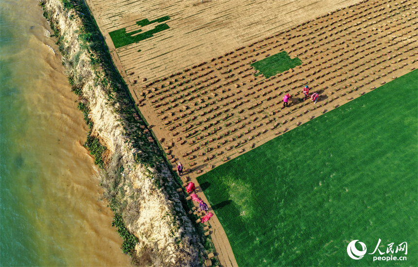 丰城市尚庄街道赤岗村的一处草皮种植基地，村民在采收装运草皮。人民网记者 朱海鹏摄