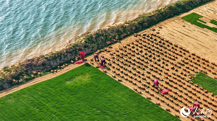 豐城市尚庄街道赤崗村的一處草皮種植基地，村民在採收裝運草皮。人民網記者 朱海鵬攝
