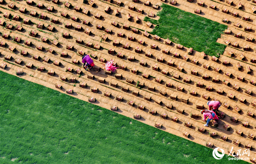 豐城市尚庄街道赤崗村的一處草皮種植基地，村民在採收裝運草皮。人民網記者 朱海鵬攝