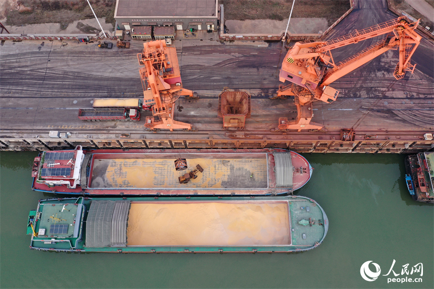 大型吊机正在卸载小麦，码头上的货车随即进行转运。人民网记者 时雨摄