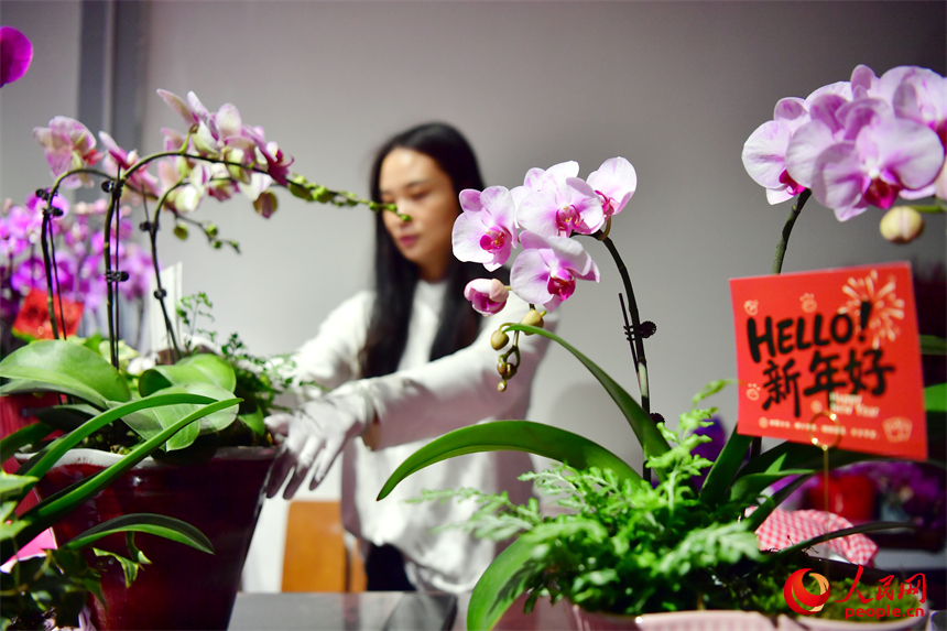 九洲公園迎春花市店鋪內,店主正在整理花卉盆景。人民網記者 時雨攝