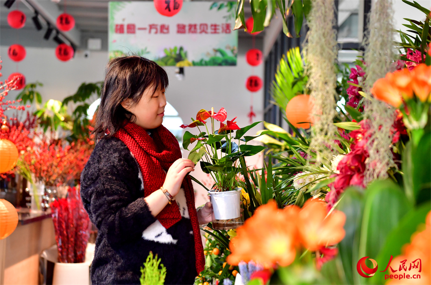 在九洲公園迎春花市，市民正在精心挑選心儀的年宵花。人民網記者 時雨攝
