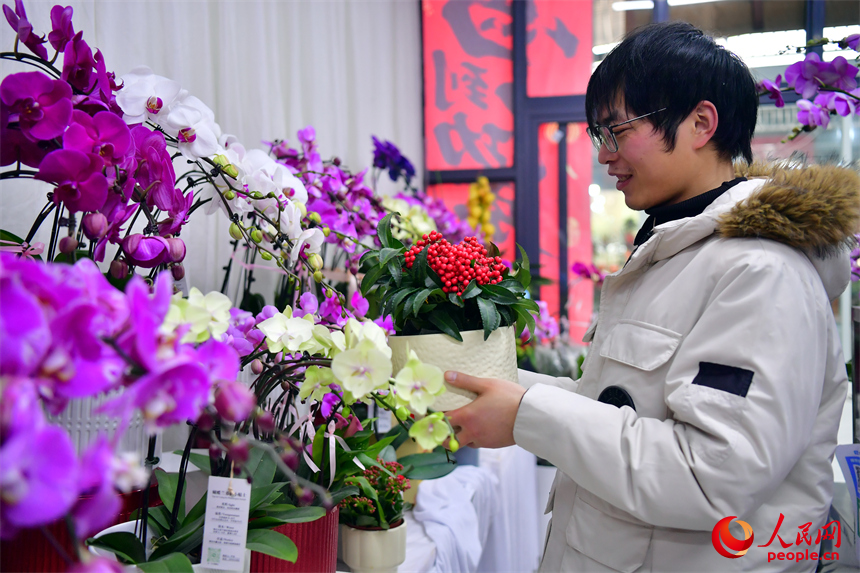 在九洲公園迎春花市，市民正在精心挑選心儀的年宵花。人民網記者 時雨攝
