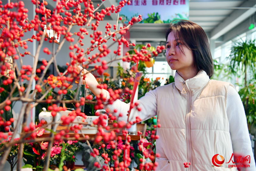 在九洲公園迎春花市，市民正在精心挑選心儀的年宵花。人民網記者 時雨攝