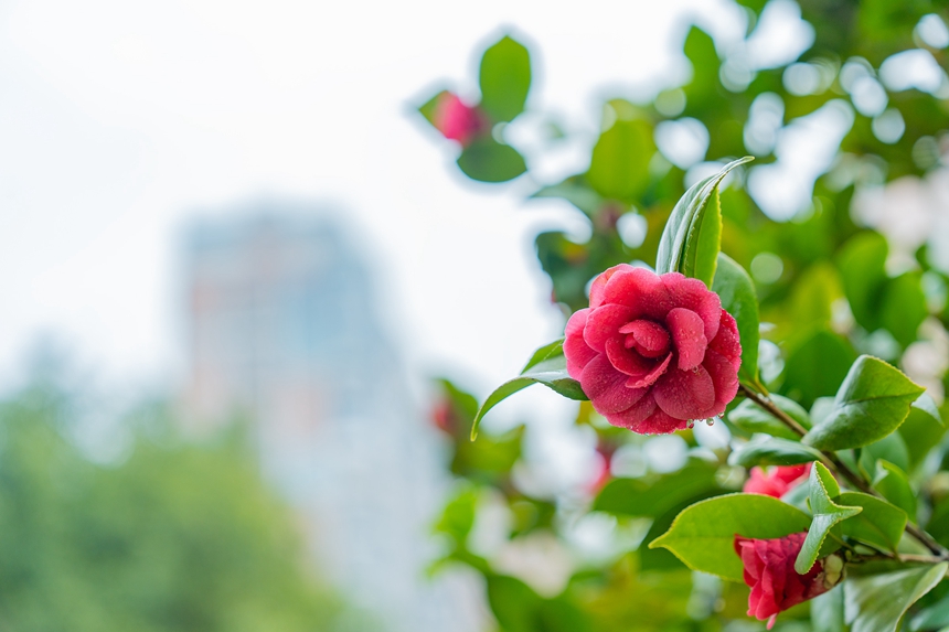 公园绿意渐浓，花儿次第开放。李山冕摄