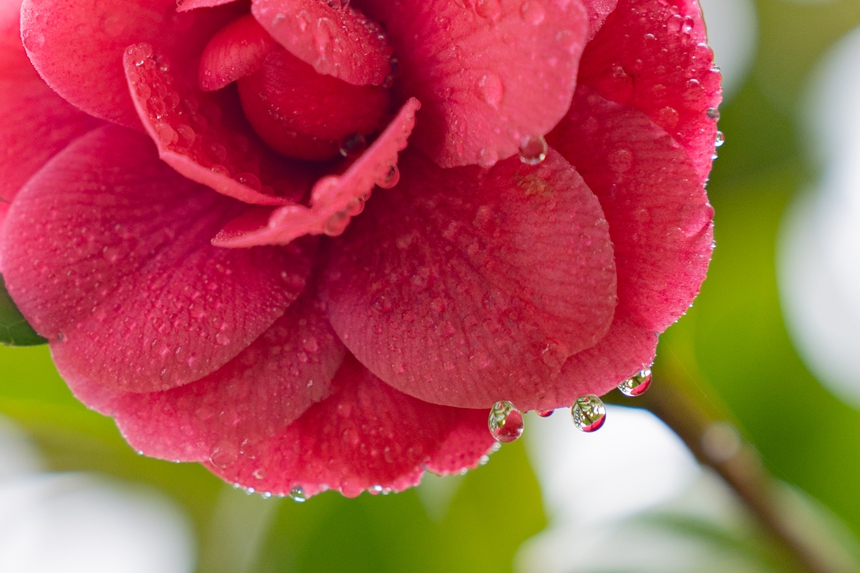 公园绿意渐浓，花儿次第开放。李山冕摄