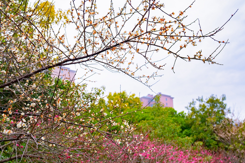 公园绿意渐浓，花儿次第开放。李山冕摄
