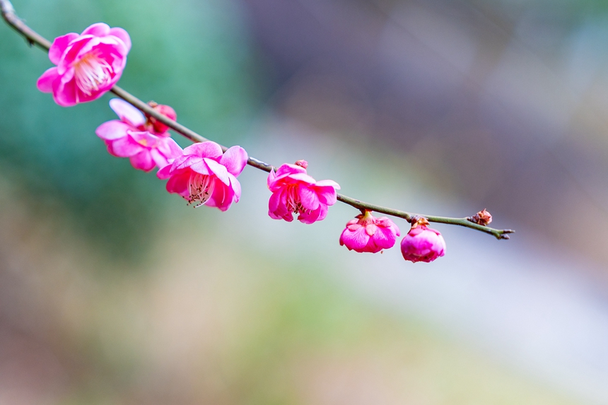 公园绿意渐浓，花儿次第开放。李山冕摄