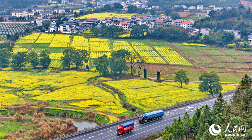 吉安市遂川县碧洲镇良岗村，大广高速公路上车辆疾驰而过，沿线油菜花竞相绽放。人民网记者 朱海鹏摄