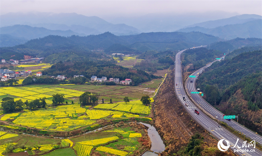 吉安市遂川县碧洲镇良岗村，大广高速公路上车辆疾驰而过，沿线油菜花竞相绽放。人民网记者 朱海鹏摄