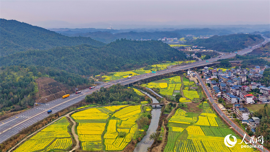 吉安市遂川县碧洲镇良岗村，大广高速公路上车辆疾驰而过，沿线油菜花竞相绽放。人民网记者 朱海鹏摄