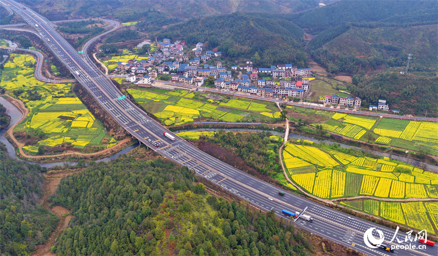吉安市遂川县碧洲镇良岗村，大广高速公路上车辆疾驰而过，沿线油菜花竞相绽放。人民网记者 朱海鹏摄