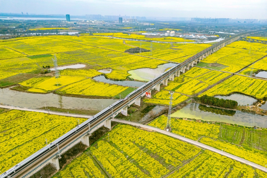 高鐵列車從油菜花田邊駛過。李舜攝