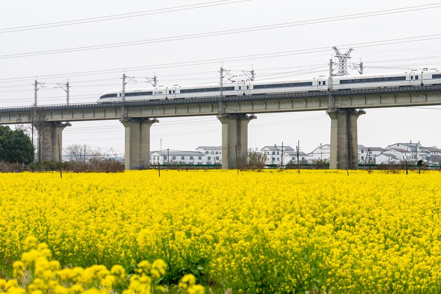 高鐵列車從油菜花田邊駛過。韓潮攝