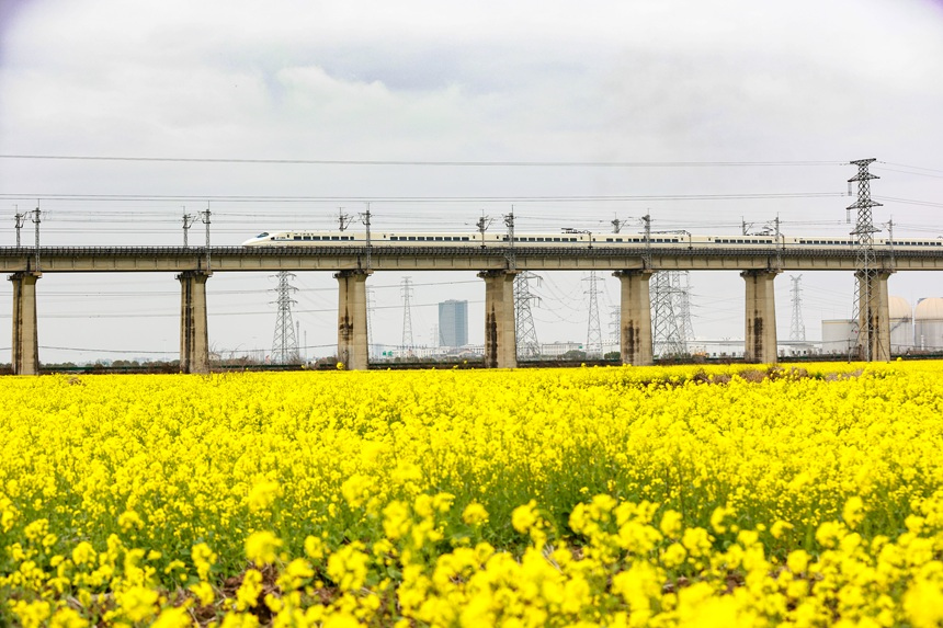 高鐵列車在金色花海上飛馳。涂家婷攝