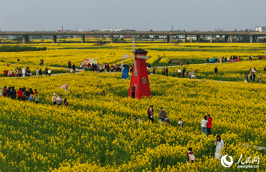 南昌县银三角浒南村千亩油菜花竞相绽放，吸引游客前来打卡拍照。人民网记者 毛思远摄