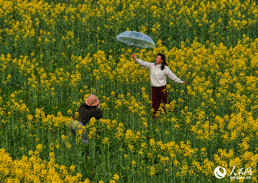 南昌縣銀三角滸南村千畝油菜花競相綻放，吸引游客前來打卡拍照。人民網記者 毛思遠攝