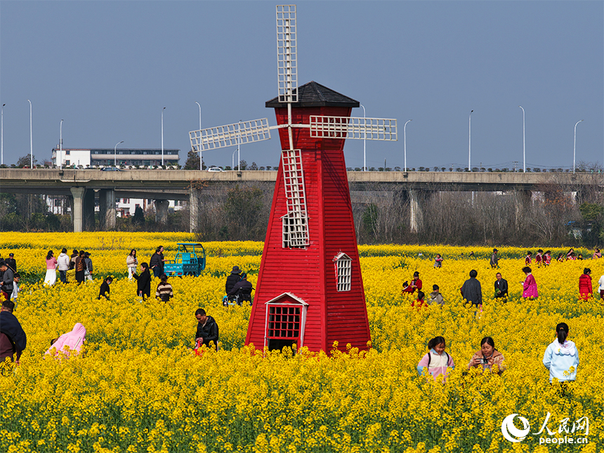 南昌縣銀三角滸南村千畝油菜花競相綻放，吸引游客前來打卡拍照。人民網記者 毛思遠攝