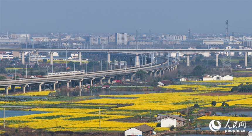 金色花海與村庄、橋梁、水塘相映成趣。人民網記者 毛思遠攝