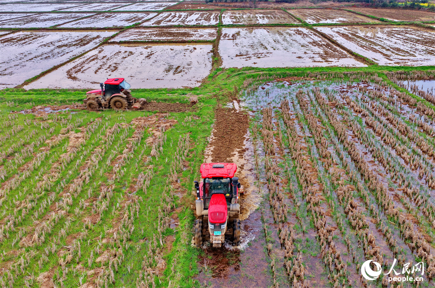 吉安市吉水縣八都鎮太山村，農機手駕駛拖拉機在耕整農田。人民網記者 朱海鵬攝