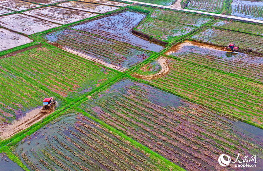 吉安市吉水縣八都鎮太山村，農機手駕駛拖拉機在耕整農田。人民網記者 朱海鵬攝
