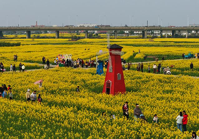 江西南昌：油菜花開春色美