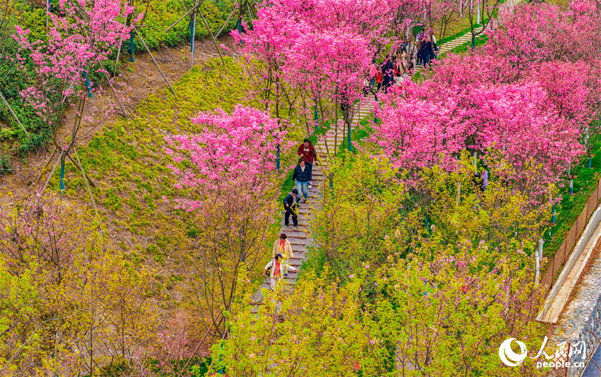 撫州市東臨新區靈谷峰景區櫻花競相綻放，吸引各地游客前來觀賞游玩。人民網記者 朱海鵬攝