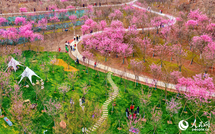 撫州市東臨新區靈谷峰景區櫻花競相綻放，吸引各地游客前來觀賞游玩。人民網記者 朱海鵬攝