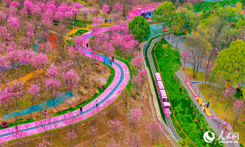 撫州市東臨新區靈谷峰景區櫻花競相綻放，吸引各地游客前來觀賞游玩。人民網記者 朱海鵬攝