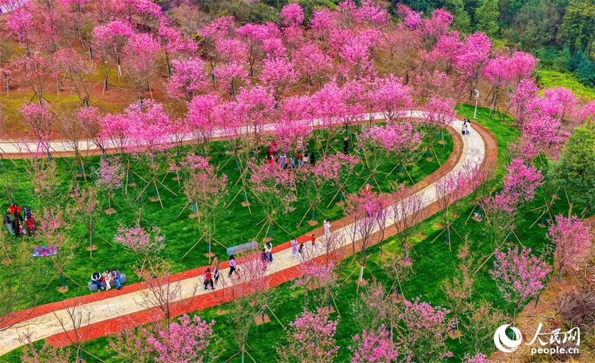 撫州市東臨新區靈谷峰景區櫻花競相綻放，吸引各地游客前來觀賞游玩。人民網記者 朱海鵬攝