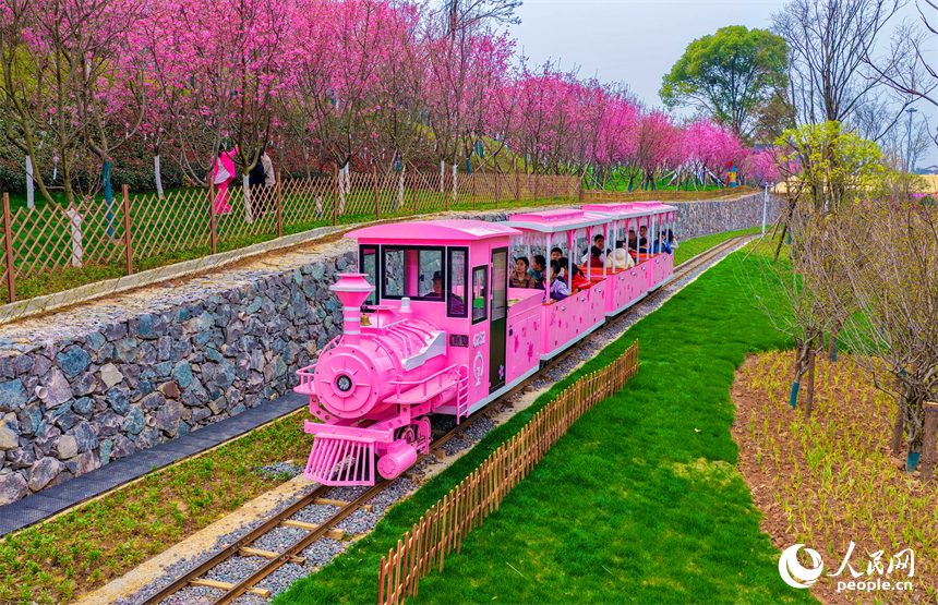 撫州市東臨新區靈谷峰景區櫻花競相綻放，吸引各地游客前來觀賞游玩。人民網記者 朱海鵬攝