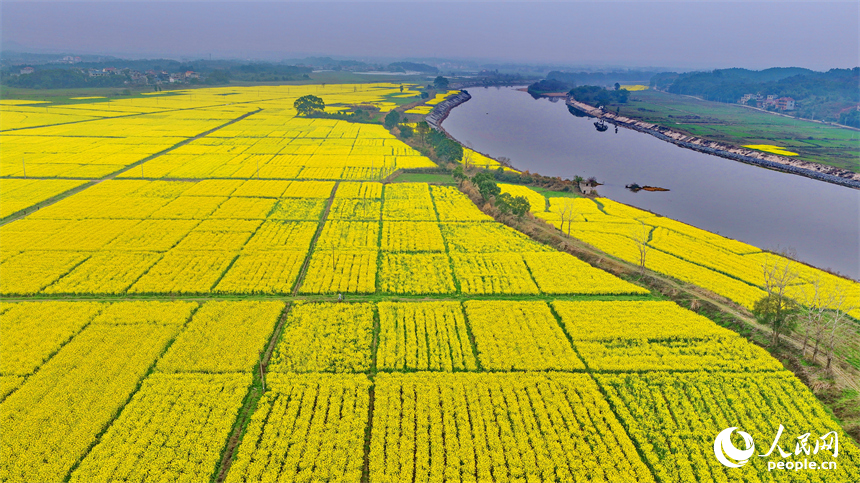 吉安市吉水县乌江镇千亩油菜基地，成片金黄色的油菜花长势喜人、蔚为壮观。人民网记者 朱海鹏摄