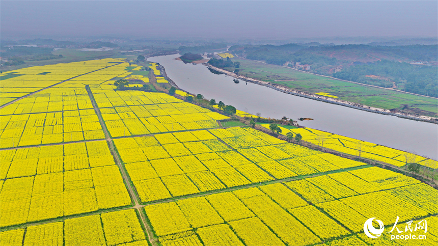 吉安市吉水县乌江镇千亩油菜基地，成片金黄色的油菜花长势喜人、蔚为壮观。人民网记者 朱海鹏摄