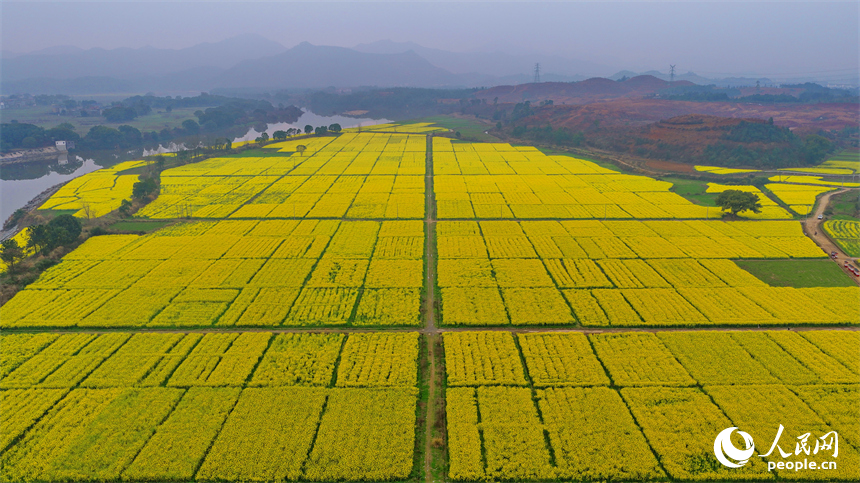 吉安市吉水县乌江镇千亩油菜基地，成片金黄色的油菜花长势喜人、蔚为壮观。人民网记者 朱海鹏摄